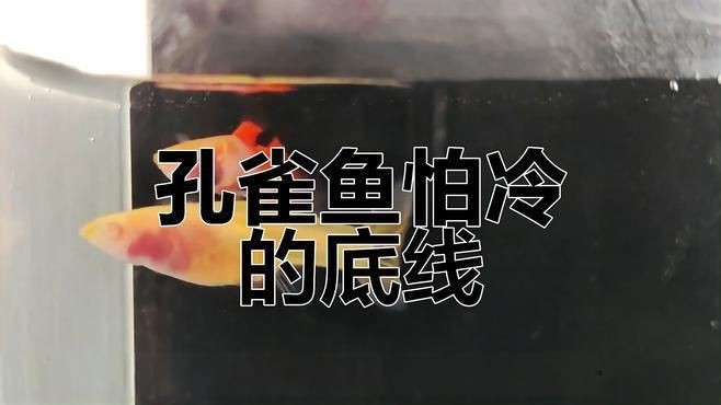 冷水孔雀魚 凍不死【孔雀魚低溫急救方法,親測孔雀魚能忍耐的最低溫度嗶哩嗶哩】