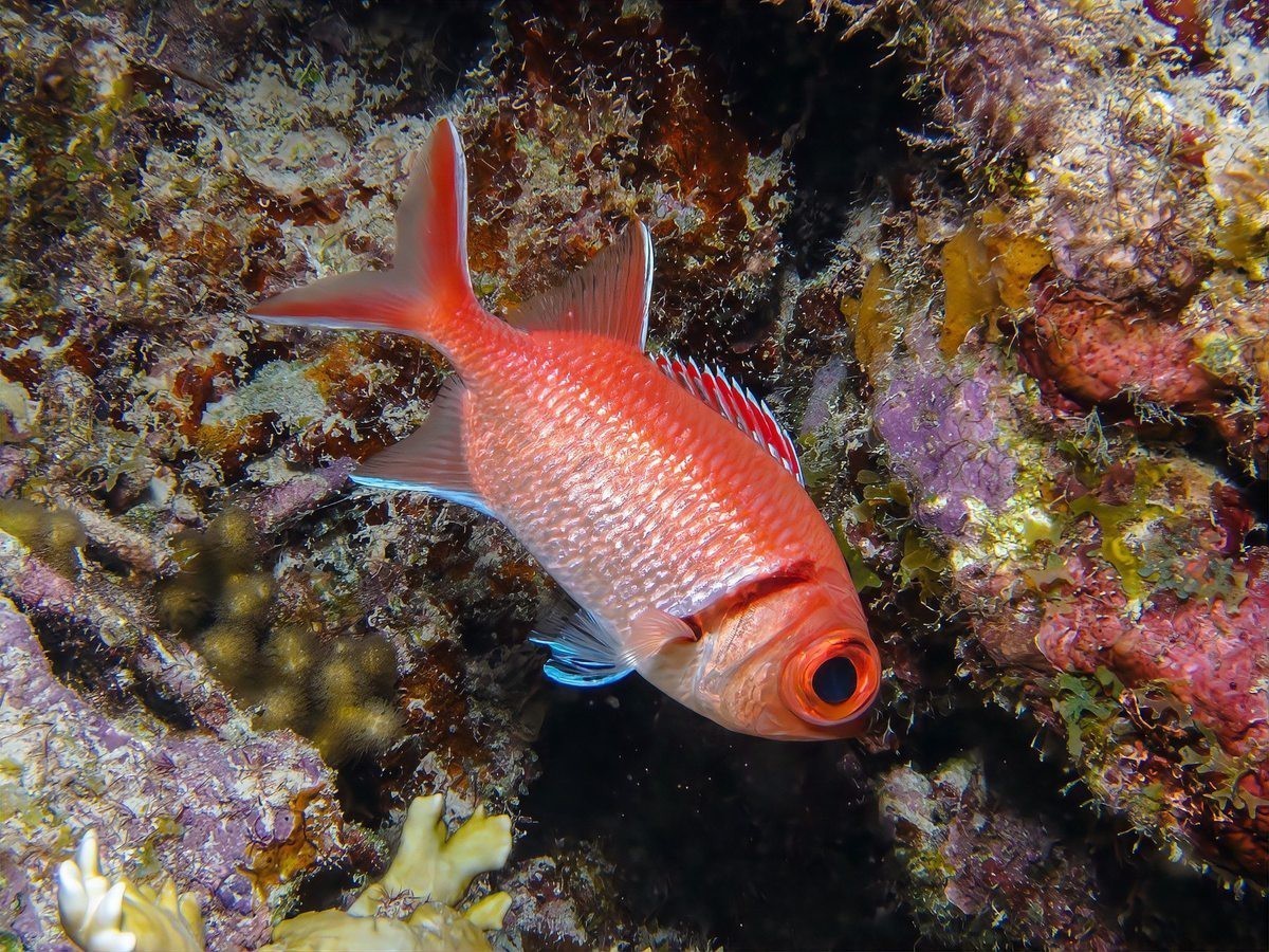 吃雷龍魚的大忌【智能模式回答完成調用工具：百度健康,關于雷龍魚的食用禁忌】