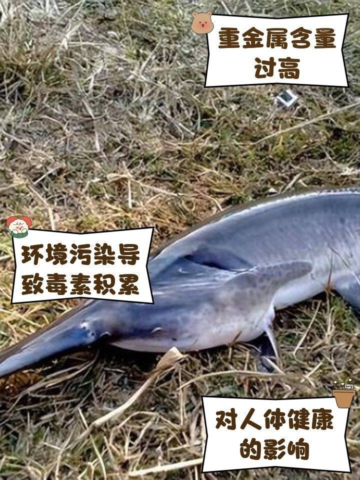 湖南鴨嘴魚為啥沒人吃【鴨嘴魚在湖南市場供應鏈不值這個價值6萬斤的鴨嘴魚】 龍魚論壇 第4張 湖南鴨嘴魚為啥沒人吃【鴨嘴魚在湖南市場供應鏈不值這個價值6萬斤的鴨嘴魚】 湖南鴨嘴魚為啥沒人吃【鴨嘴魚在湖南市場供應鏈不值這個價值6萬斤的鴨嘴魚】 龍魚論壇 第4張