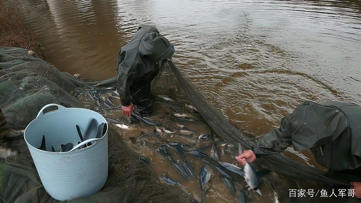 湖南鴨嘴魚為啥沒人吃【鴨嘴魚在湖南市場供應鏈不值這個價值6萬斤的鴨嘴魚】 龍魚論壇 第7張 湖南鴨嘴魚為啥沒人吃【鴨嘴魚在湖南市場供應鏈不值這個價值6萬斤的鴨嘴魚】 湖南鴨嘴魚為啥沒人吃【鴨嘴魚在湖南市場供應鏈不值這個價值6萬斤的鴨嘴魚】 龍魚論壇 第7張