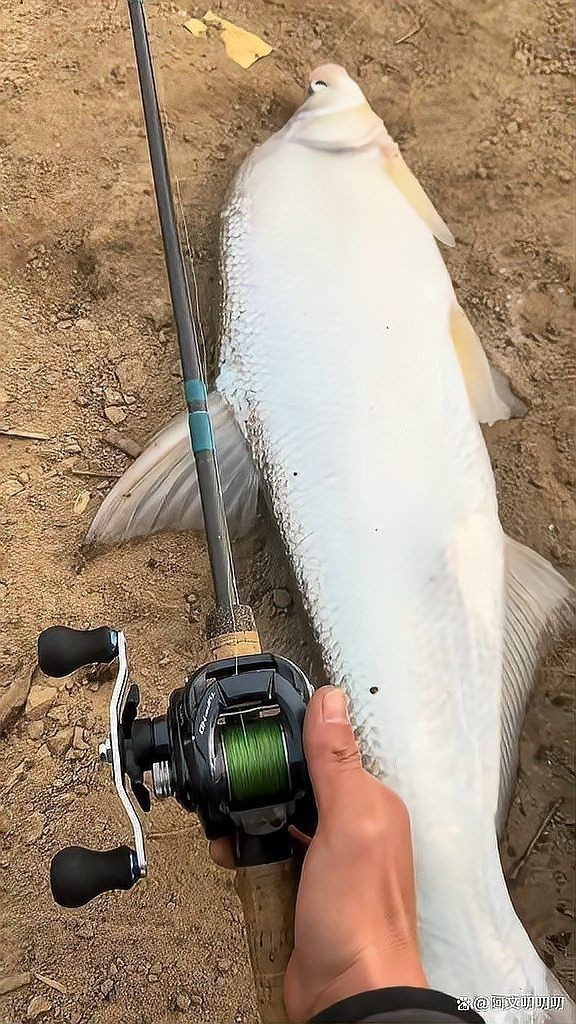 湖南鴨嘴魚為啥沒人吃【鴨嘴魚在湖南市場供應鏈不值這個價值6萬斤的鴨嘴魚】 龍魚論壇 第9張 湖南鴨嘴魚為啥沒人吃【鴨嘴魚在湖南市場供應鏈不值這個價值6萬斤的鴨嘴魚】 湖南鴨嘴魚為啥沒人吃【鴨嘴魚在湖南市場供應鏈不值這個價值6萬斤的鴨嘴魚】 龍魚論壇 第9張