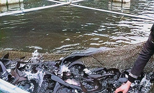 湖南鴨嘴魚為啥沒人吃【鴨嘴魚在湖南市場供應鏈不值這個價值6萬斤的鴨嘴魚】 龍魚論壇 第11張 湖南鴨嘴魚為啥沒人吃【鴨嘴魚在湖南市場供應鏈不值這個價值6萬斤的鴨嘴魚】 湖南鴨嘴魚為啥沒人吃【鴨嘴魚在湖南市場供應鏈不值這個價值6萬斤的鴨嘴魚】 龍魚論壇 第11張
