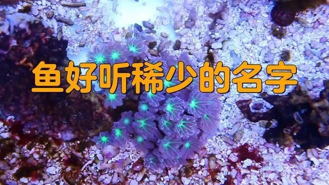 名字好聽(tīng)的魚(yú)類【為魚(yú)類取好聽(tīng)的名字可從自然意象、文化寓意等維度展開(kāi)】