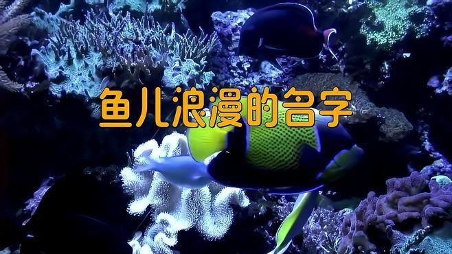 名字好聽(tīng)的魚(yú)類【為魚(yú)類取好聽(tīng)的名字可從自然意象、文化寓意等維度展開(kāi)】