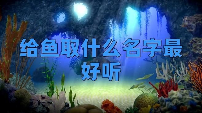名字好聽(tīng)的魚(yú)類【為魚(yú)類取好聽(tīng)的名字可從自然意象、文化寓意等維度展開(kāi)】