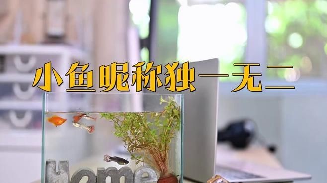 名字好聽(tīng)的魚(yú)類【為魚(yú)類取好聽(tīng)的名字可從自然意象、文化寓意等維度展開(kāi)】