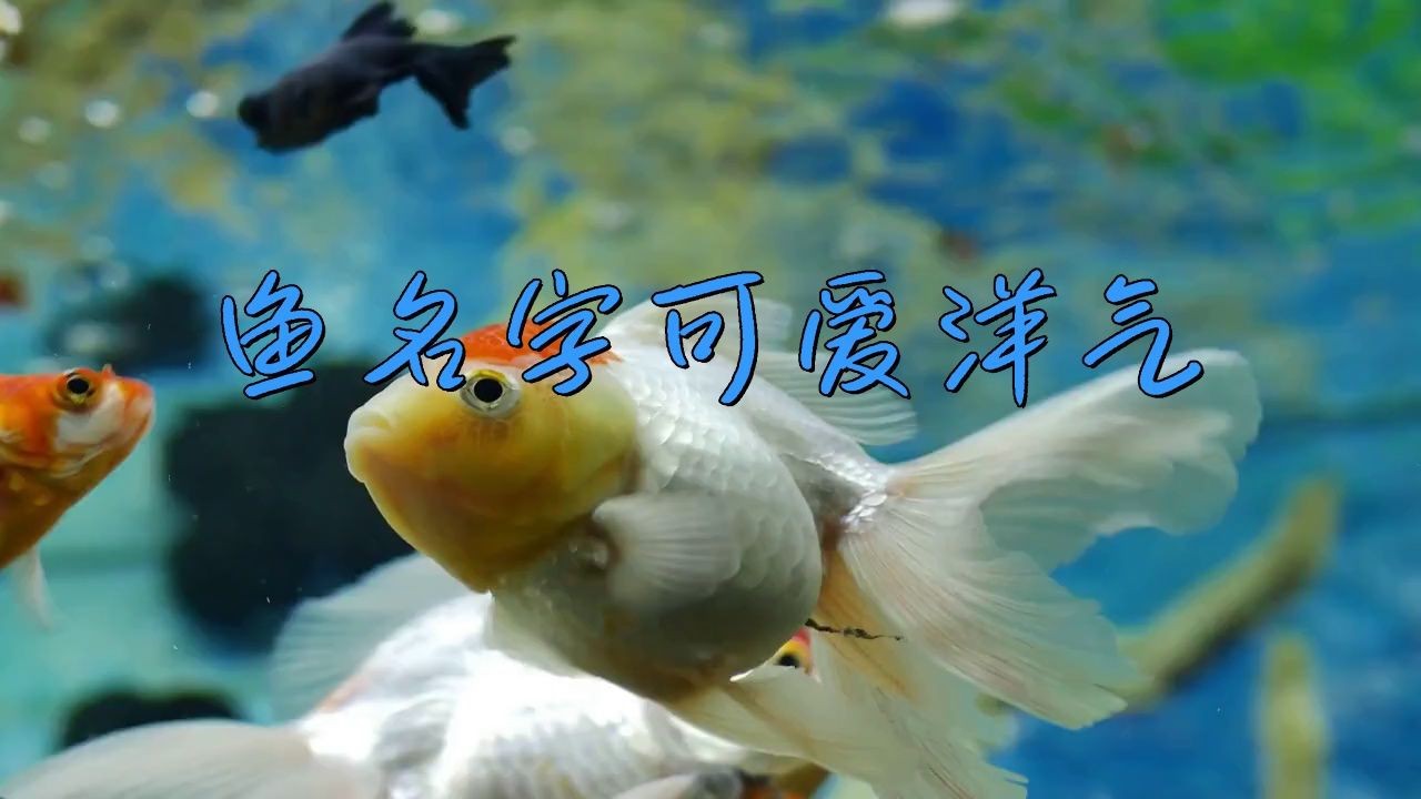 名字好聽(tīng)的魚(yú)類【為魚(yú)類取好聽(tīng)的名字可從自然意象、文化寓意等維度展開(kāi)】