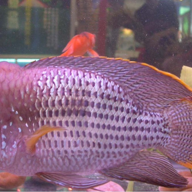 淡水皇冠魚【淡水皇冠魚\