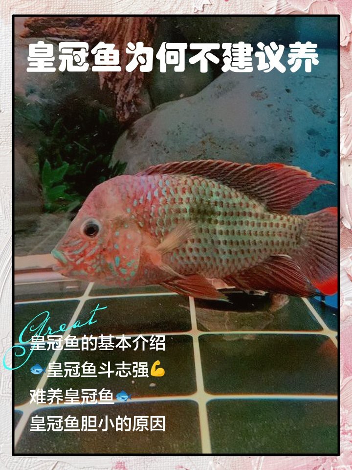 淡水皇冠魚【淡水皇冠魚\