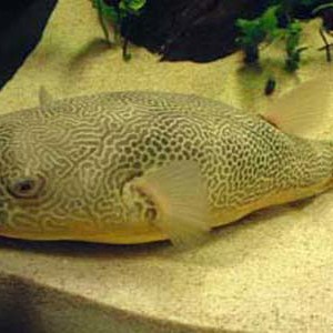 淡水皇冠魚【淡水皇冠魚\