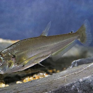 淡水皇冠魚【淡水皇冠魚\