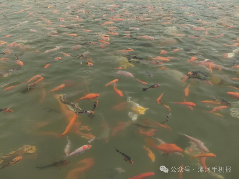 舞陽水族店【舞陽縣新新水族館天眼查】