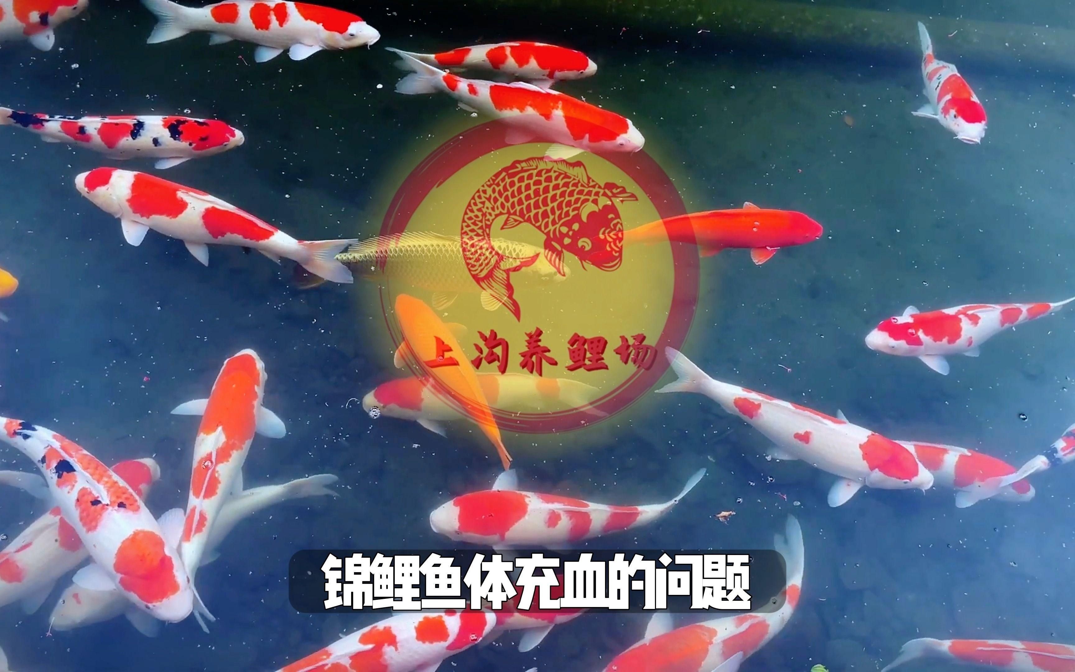 有哪些常見的魚會得充血病？【關于魚類充血病的問題】