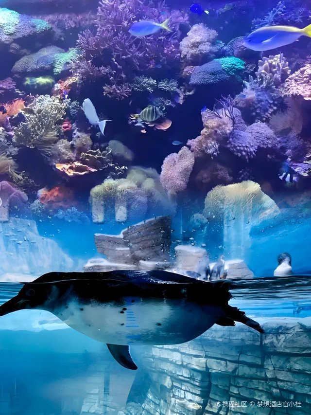 雅布賴水族店【|打卡詹克斯oklahomaaquarium攜程旅行網】