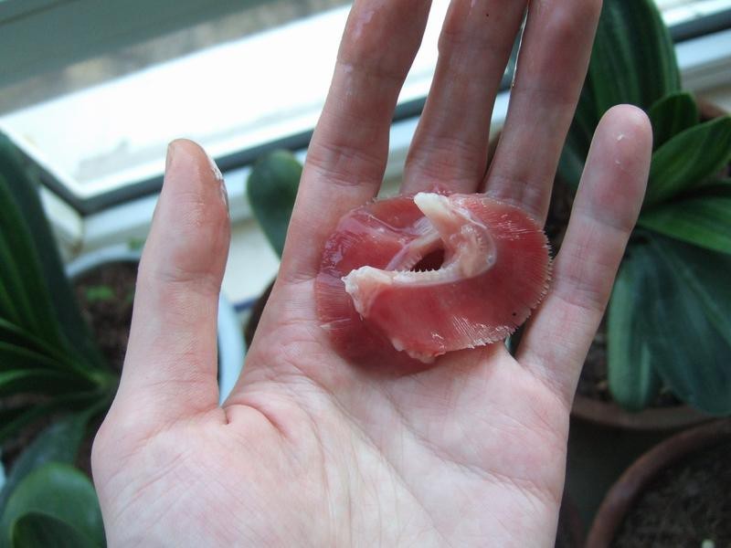 鯊魚有幾個鰓【鯊魚的鰓的奧秘】 鯊魚有幾個鰓【鯊魚的鰓的奧秘】 龍魚論壇 第5張