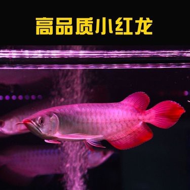 正品紅龍魚(yú)幼苗2~3cm的【關(guān)于紅龍魚(yú)幼苗（2~3cm）的詳細(xì)指南】