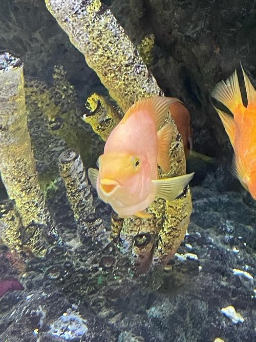 雨花臺水族店【南京雨花臺區水族業態】