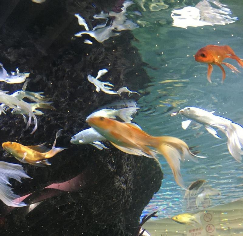 雨花臺水族店【南京雨花臺區水族業態】
