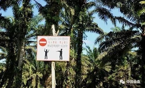 馬來西亞七彩頂級漁場