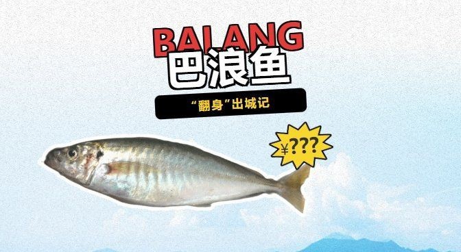 巴音郭楞蒙古自治州魚缸店【巴音郭楞蒙古自治州“鳶都金洲專賣店”案例顯示】