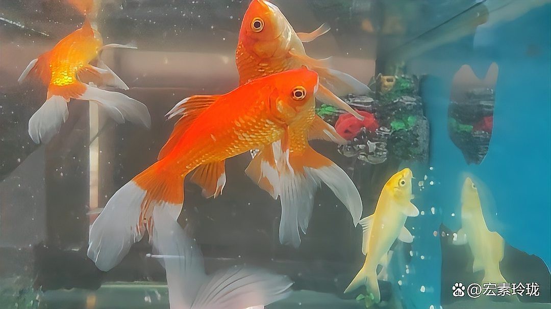 魚好兆頭的成語【關(guān)于魚象征好兆頭的成語及其文化內(nèi)涵的詳細(xì)闡述】