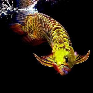 給我一些藍底過背金龍魚圖片【藍底過背金龍魚價格是多少藍底過背金龍魚的價格是多少】