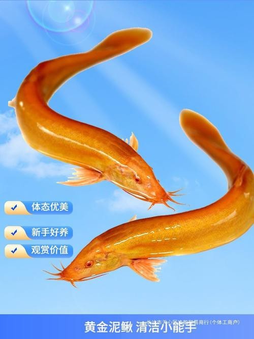 龍鰍魚圖片【浙江男子將泥鰍養出“龍形”,網友：有其形卻無其神！】