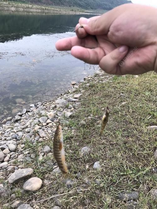 龍鰍魚圖片【浙江男子將泥鰍養出“龍形”,網友：有其形卻無其神！】