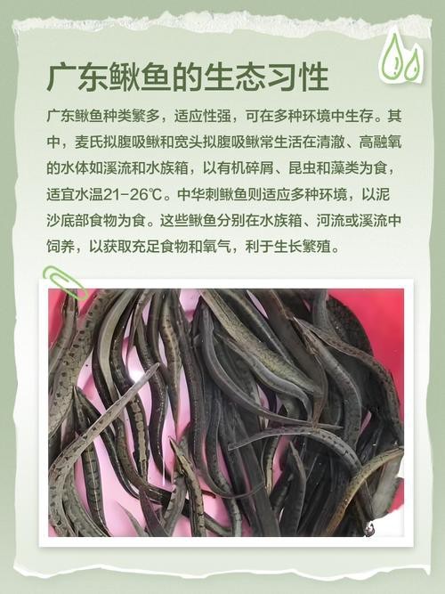 龍鰍魚圖片【浙江男子將泥鰍養出“龍形”,網友：有其形卻無其神！】