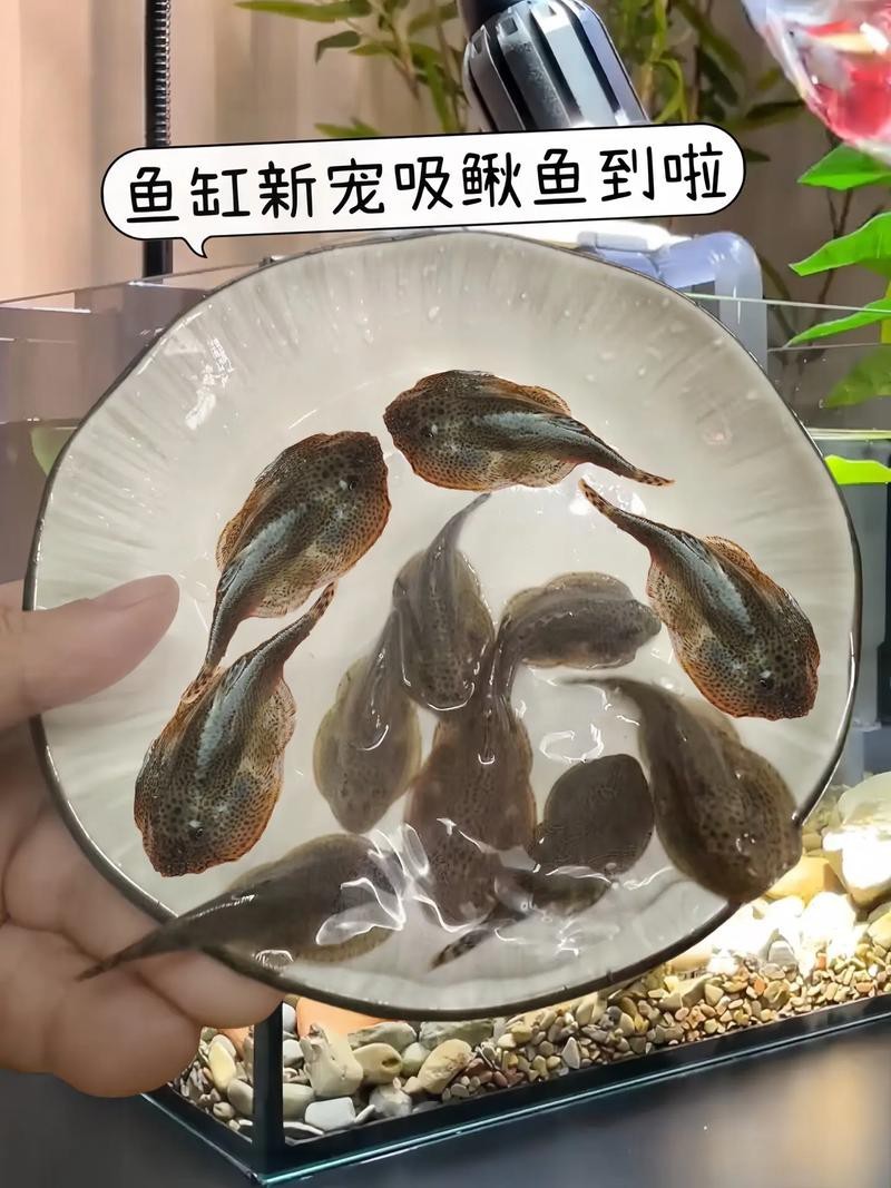 龍鰍魚圖片【浙江男子將泥鰍養出“龍形”,網友：有其形卻無其神！】