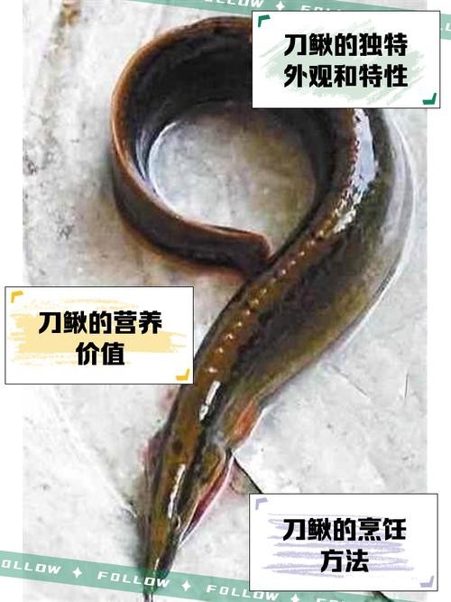龍鰍魚圖片【浙江男子將泥鰍養出“龍形”,網友：有其形卻無其神！】