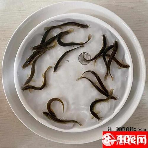 龍鰍魚圖片【浙江男子將泥鰍養出“龍形”,網友：有其形卻無其神！】