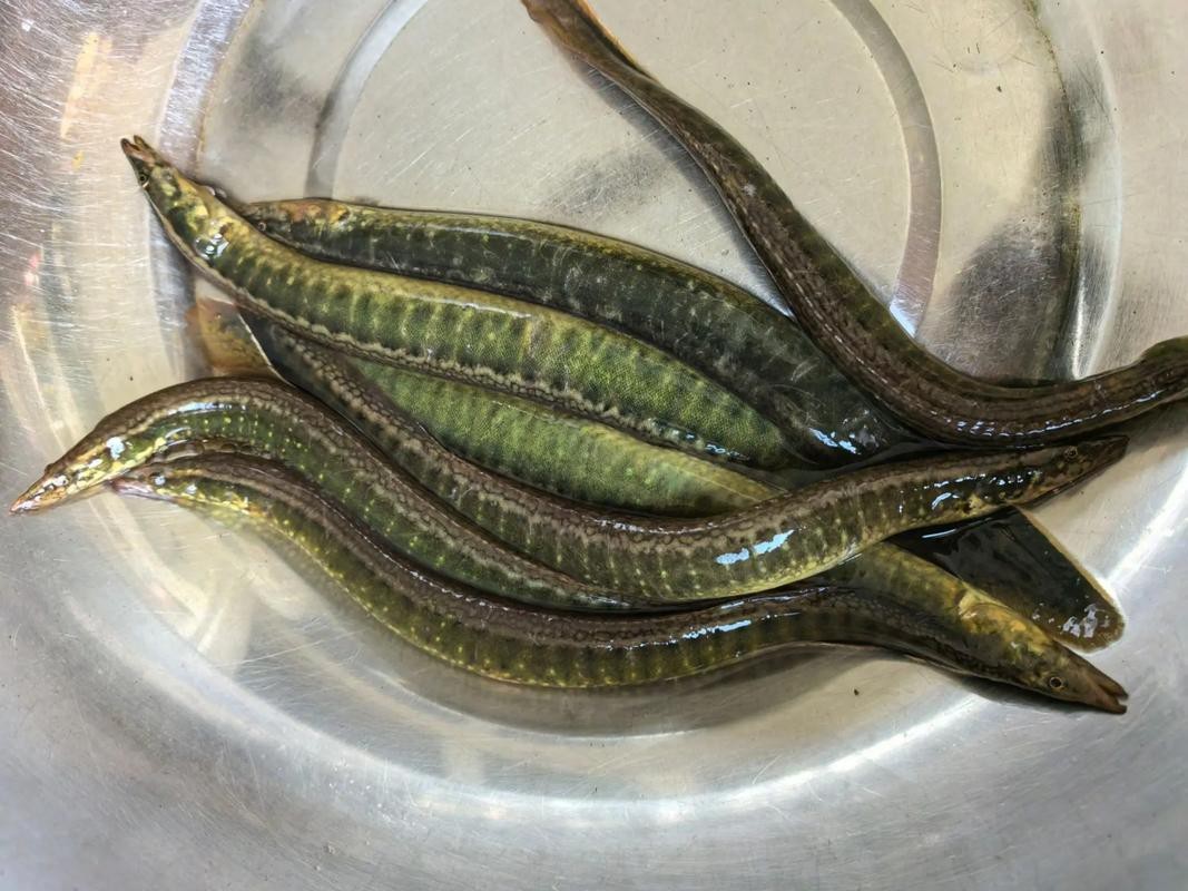 龍鰍魚圖片【浙江男子將泥鰍養出“龍形”,網友：有其形卻無其神！】