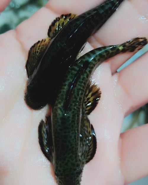 龍鰍魚圖片【浙江男子將泥鰍養出“龍形”,網友：有其形卻無其神！】