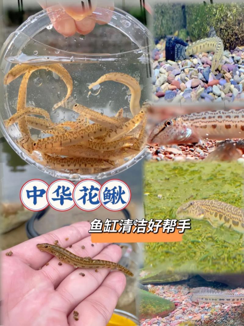 龍鰍魚圖片【浙江男子將泥鰍養出“龍形”,網友：有其形卻無其神！】