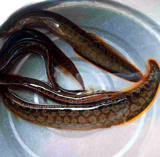 龍鰍魚圖片【浙江男子將泥鰍養出“龍形”,網友：有其形卻無其神！】