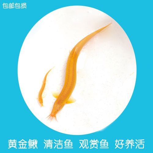 龍鰍魚圖片【浙江男子將泥鰍養出“龍形”,網友：有其形卻無其神！】