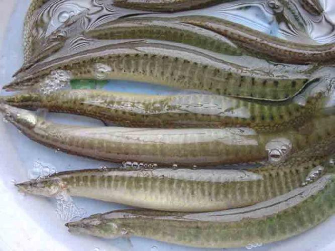 龍鰍魚圖片【浙江男子將泥鰍養出“龍形”,網友：有其形卻無其神！】