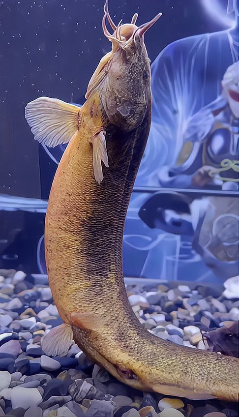 龍鰍魚圖片【浙江男子將泥鰍養出“龍形”,網友：有其形卻無其神！】