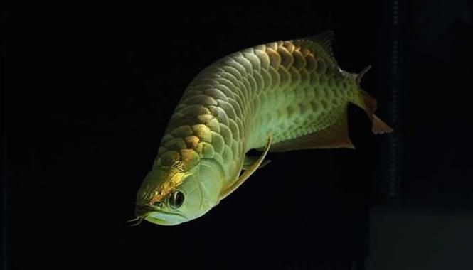 過背金龍魚圖片欣賞【漁業過背金龍魚多少錢一條過背金龍魚如何區分金龍魚】