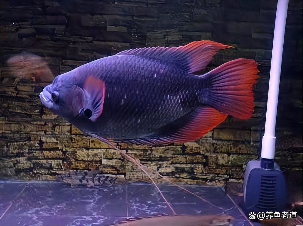 治多龍魚店【治多龍魚店的經營情況如何】