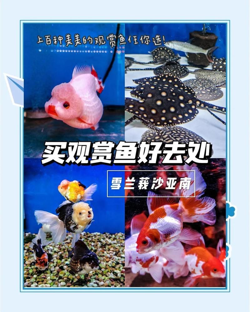 雜多龍魚店【南信水族龍魚品種雜多龍魚店有哪些特色服務推薦】