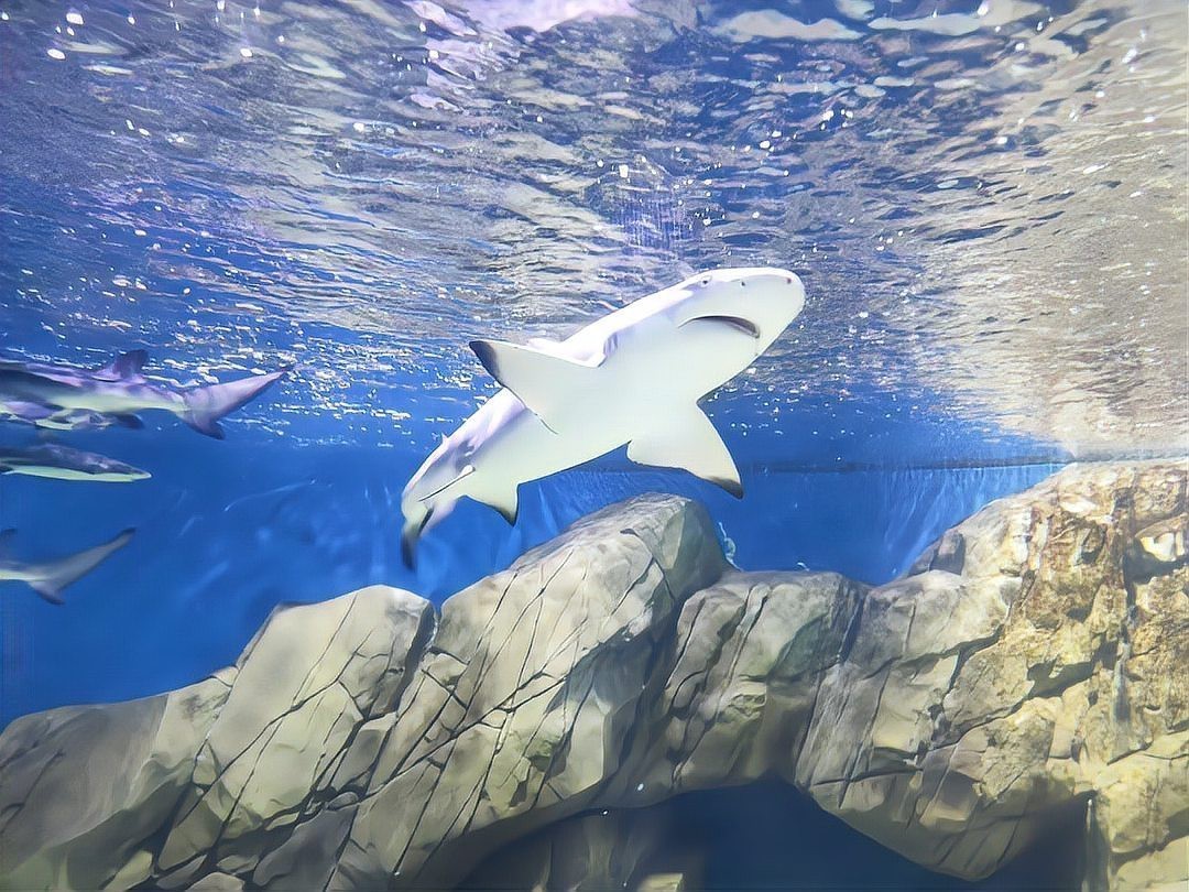 閔行水族店【上海市閔行區瓊瑩水族店】
