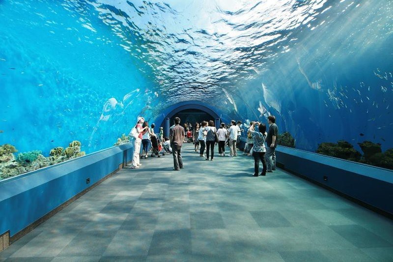 閔行水族店【上海市閔行區瓊瑩水族店】