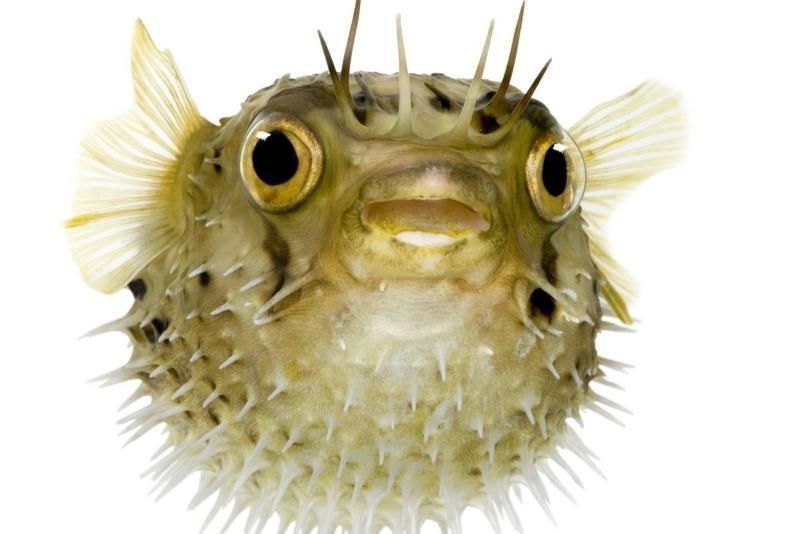 河豚和河鲀是一種魚嘛【河豚與河鲀的區別】