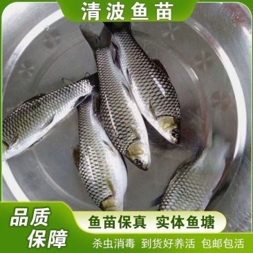 附近哪里有魚苗出售【關于附近魚苗出售渠道的詳細分析及建議及建議及建議】