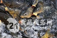 附近哪里有魚苗出售【關于附近魚苗出售渠道的詳細分析及建議及建議及建議】