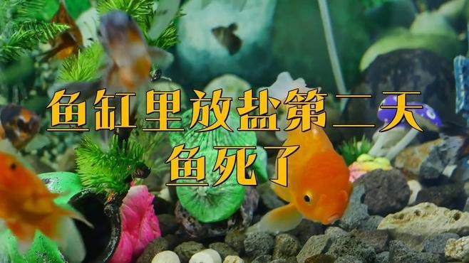 龍魚趴缸可以放鹽嗎？【養(yǎng)龍魚要下鹽嗎好處與壞處有哪些】