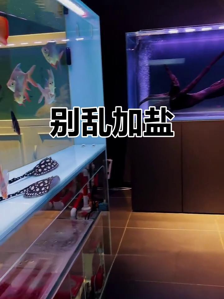 龍魚趴缸可以放鹽嗎？【養龍魚要下鹽嗎好處與壞處有哪些】
