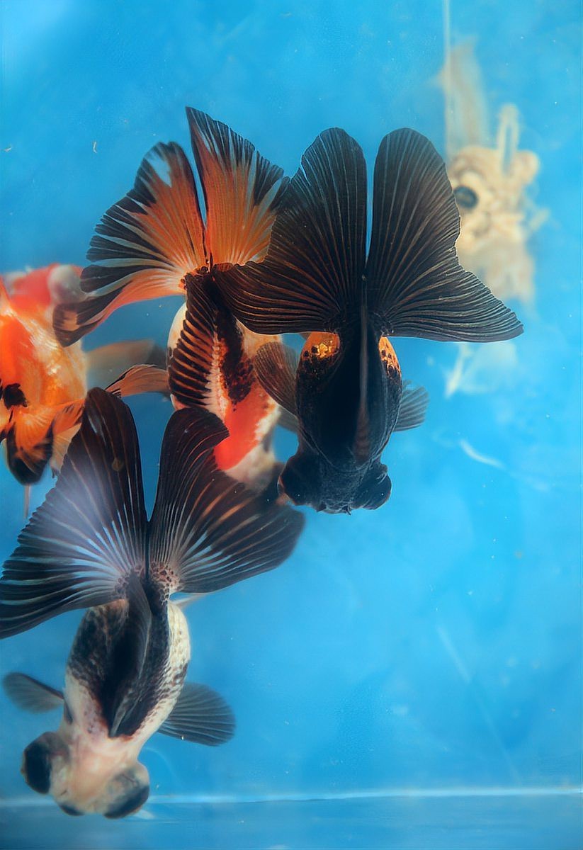 龍魚趴缸可以放鹽嗎？【養(yǎng)龍魚要下鹽嗎好處與壞處有哪些】